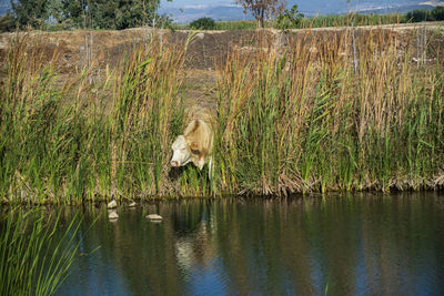 View of a drinking water from a lake