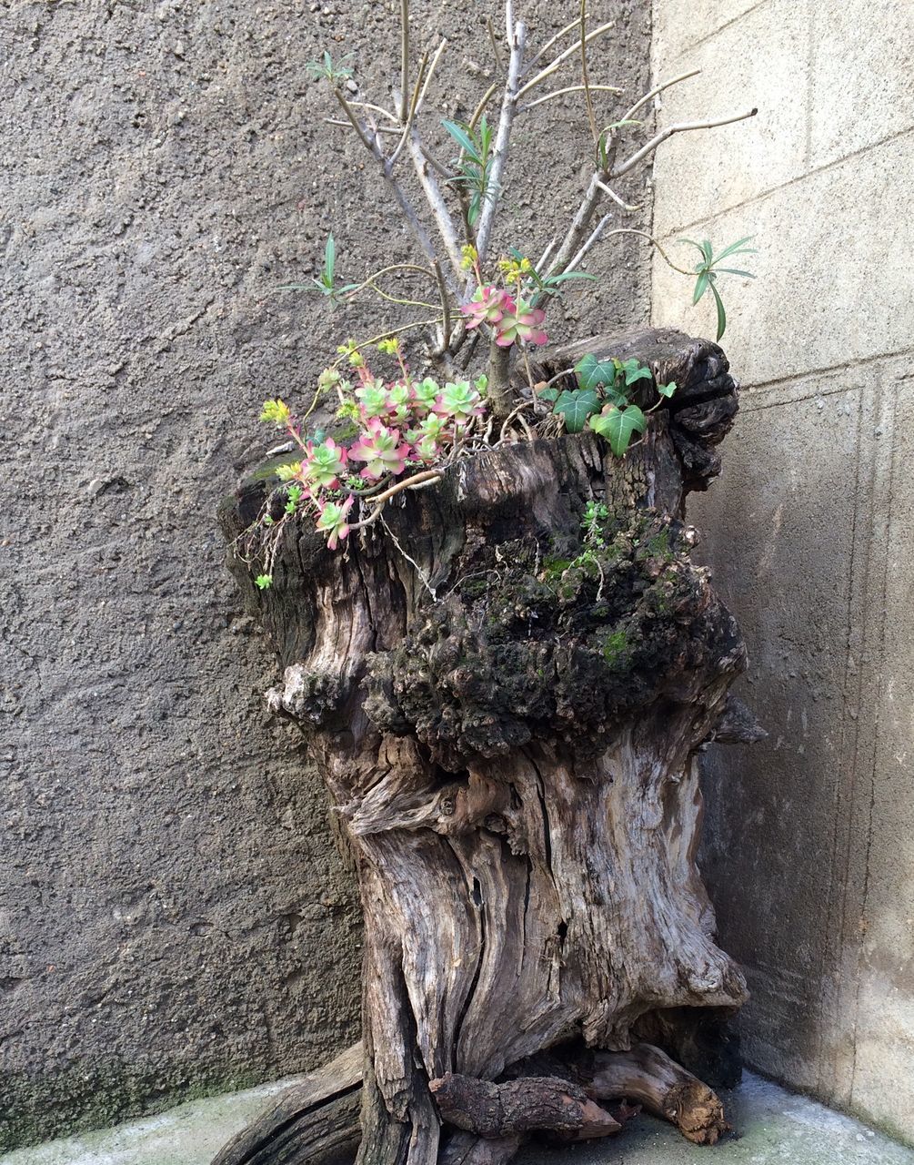 flower, wall - building feature, plant, growth, built structure, leaf, architecture, building exterior, wall, brick wall, fragility, outdoors, stone wall, nature, day, potted plant, growing, no people, high angle view, ivy