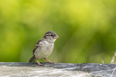 Close-up of bird perching on leaf