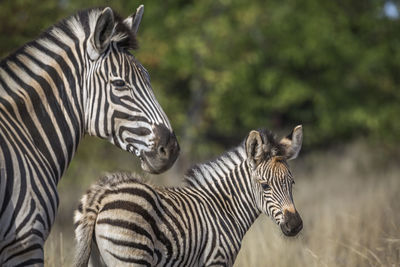 Zebras in a field