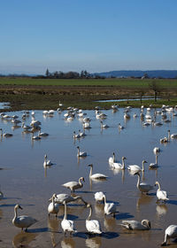 View of swans in lake against sky