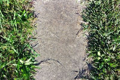 Close-up of plants growing on field