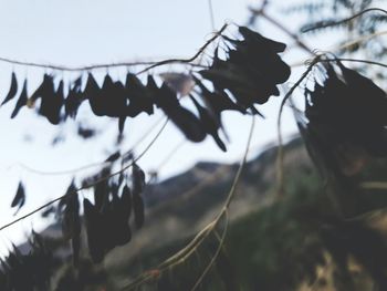 Close-up of clothespins hanging on tree against sky