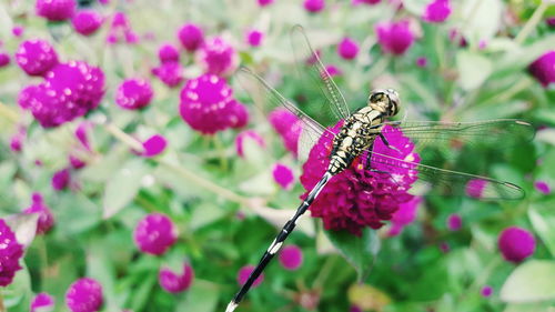 Close-up of dragon fly on pink flower blooming outdoors