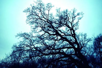 Low angle view of silhouette tree against sky