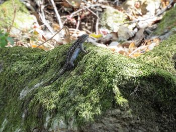 Close-up of moss growing on rock