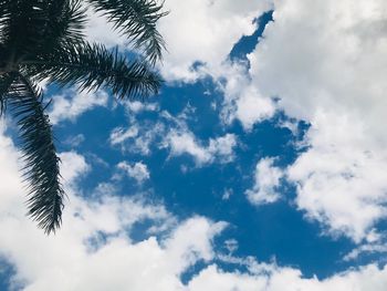 Low angle view of coconut palm tree against sky