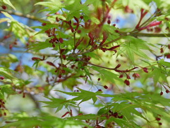 Low angle view of flower tree