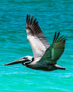 Close-up of bird flying over sea