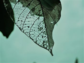 Close-up of butterfly on branch against sky