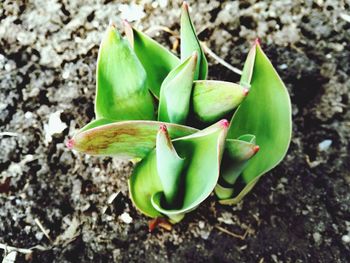 High angle view of succulent plant on field