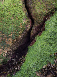 Close-up of moss growing on tree trunk