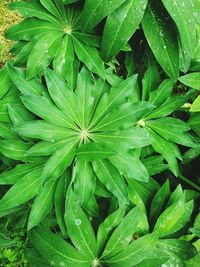 High angle view of plant leaves