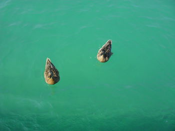 High angle view of ducks swimming in sea