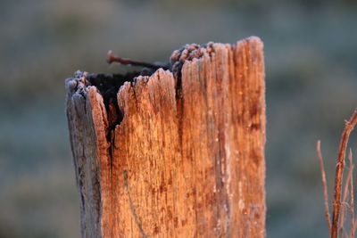 Close-up of wooden post