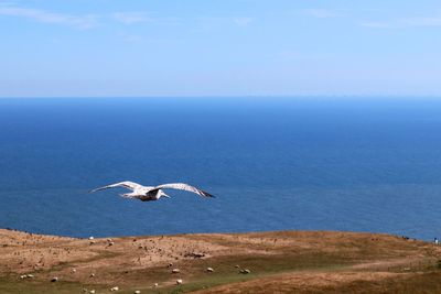 Seagull flying over sea against sky