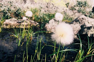 Close-up of flower plants