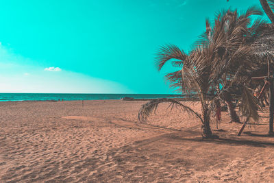 Palm trees on beach against sky