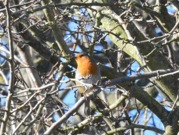 Low angle view of bird perching on branch