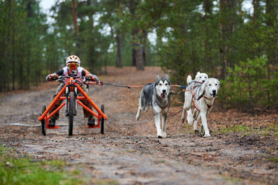 Horse cart on street amidst trees in forest