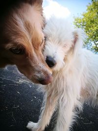 Close-up portrait of a dog