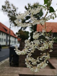 Close-up of flowering plant against building