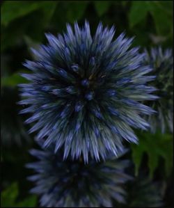 Close-up of purple flowering plant