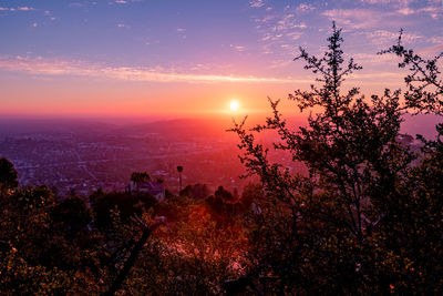 Silhouette trees against sky during sunset