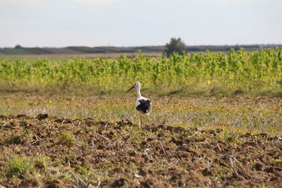 Bird on a field