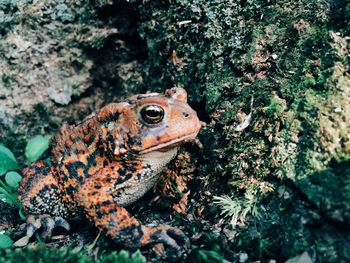 High angle view of a reptile on a field