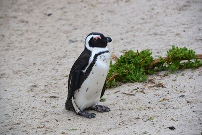 Close-up of bird on sand