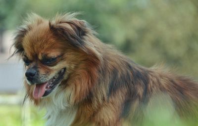 Close-up of dog looking away