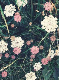 High angle view of fresh flowers blooming outdoors