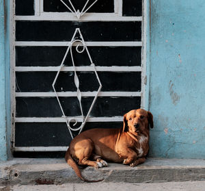 Portrait of dog relaxing on window