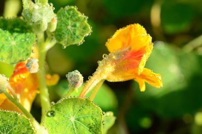 Close-up of yellow flowering plant