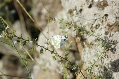 Close-up of white flowers blooming on tree