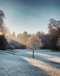 Road by trees against sky during winter