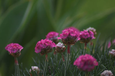 Close-up of pink flowering plants