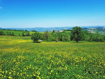 Scenic view of field against clear sky