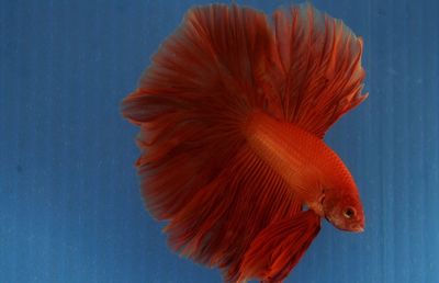 Close-up of fish swimming underwater