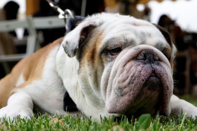 Close-up portrait of dog