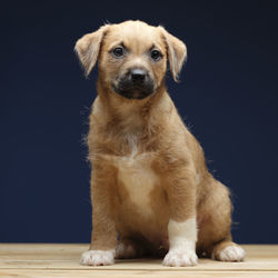 Close-up of a dog against black background