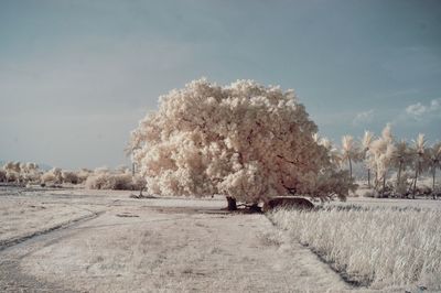 Scenic view of tree on field against sky