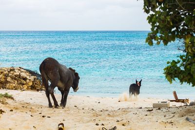 Donkey chasing dog on beach