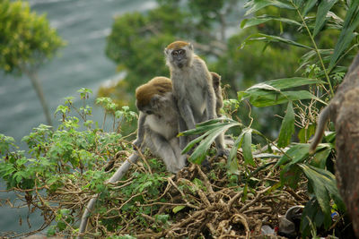 Three monkeys playing among the trees by lake toba.. north sumatera, indonesia.