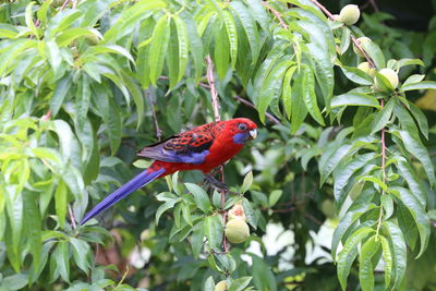 Red and blue bird likes peaches. crimson rosella feeding perched in peach tree