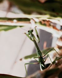 Close-up of insect on leaf