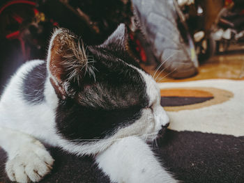 Close-up of a cat sleeping