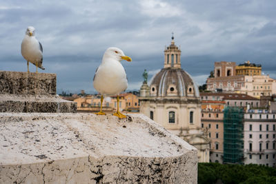 Seagull perching on rock