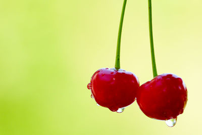 Close-up of red berries against blue background